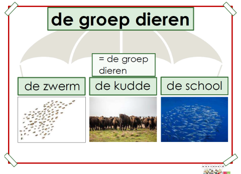 groep