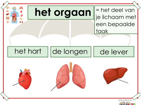 orgaan