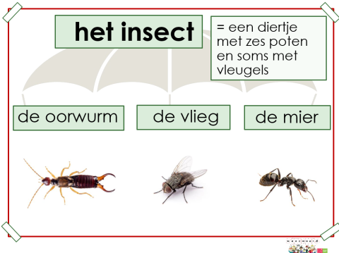 insect