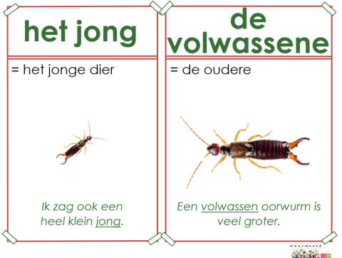 jong