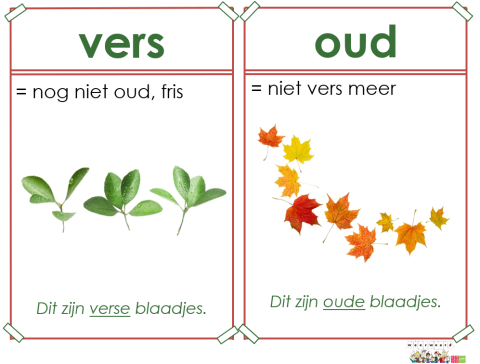 vers